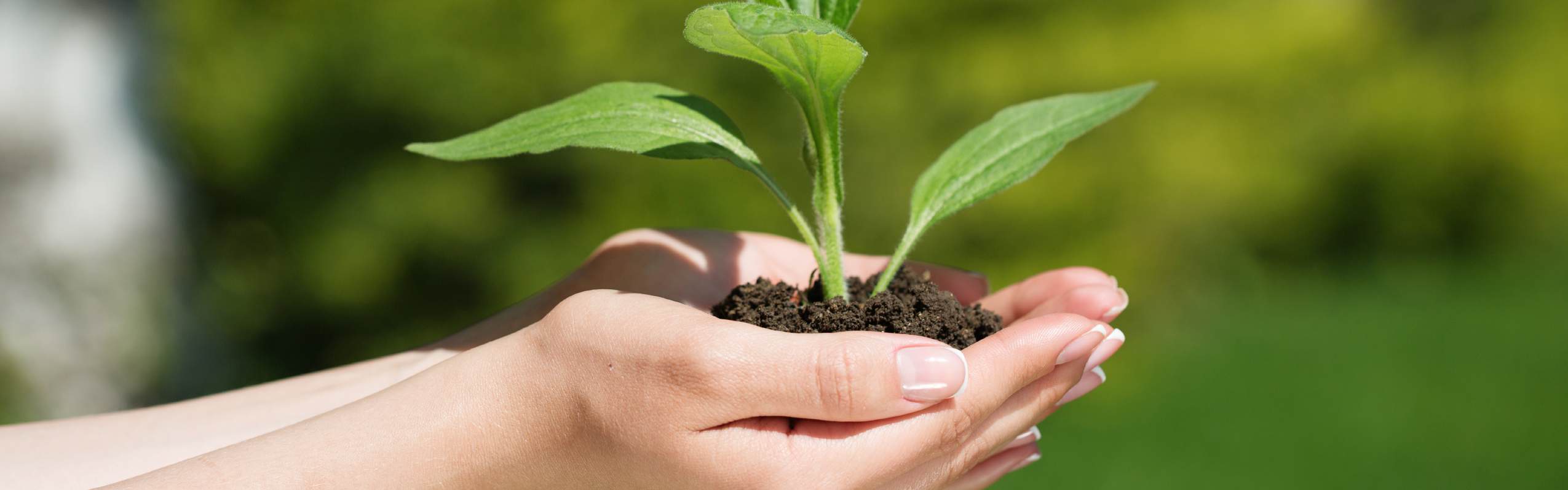 Hands holding soil and a young plant